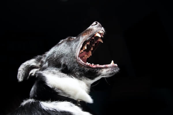 Case personal injury template dog bite img